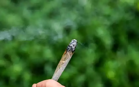 Seit rund zwei Jahren ist Cannabis in Deutschland teilweise legal.  - Foto: Jens Kalaene/dpa
