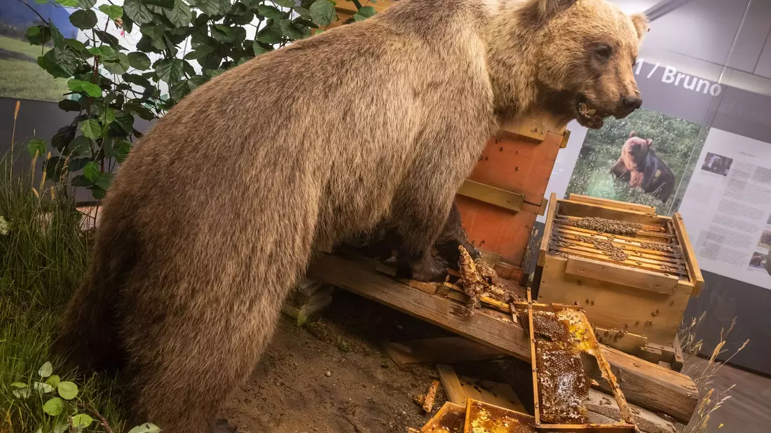 Der Braunbär Bruno steht ausgestopft im Museum. (Archivbild)  - Bild: Peter Kneffel/dpa