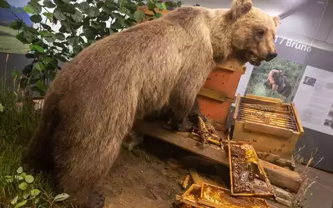 Der Braunbär Bruno steht ausgestopft im Museum. (Archivbild)  - Foto: Peter Kneffel/dpa