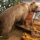 Der Braunbär Bruno steht ausgestopft im Museum. (Archivbild)  - Bild: Peter Kneffel/dpa