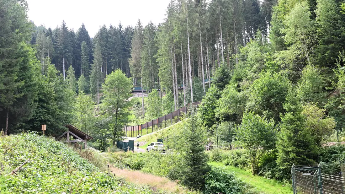 Brunos Schwester Gaia lebt nach ihrem tödlichen Angriff auf einen Jogger im Bärenpark Schwarzwald. (Archivbild) - Bild: Bernd Weißbrod/dpa