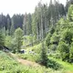 Brunos Schwester Gaia lebt nach ihrem tödlichen Angriff auf einen Jogger im Bärenpark Schwarzwald. (Archivbild) - Bild: Bernd Weißbrod/dpa