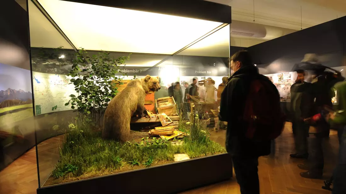 In der Vitrine kann der Braunbär besichtigt werden. (Archivbild)  - Bild: picture alliance / dpa