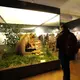 In der Vitrine kann der Braunbär besichtigt werden. (Archivbild)  - Bild: picture alliance / dpa