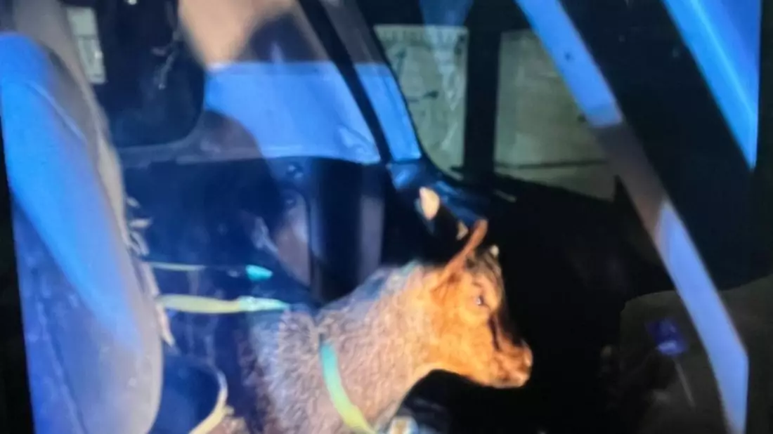 POL-DO: Polizeikontrolle der etwas anderen Art: Trunkenheitsfahrt mit tierischer Überraschung - Bild: presseportal.de