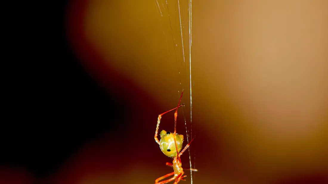 Eine australische Ballista-Spinne beim Bau einer Falle für Ameisen. - Bild: Pranav Joshi/Ajay Narendra/dpa