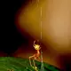 Eine australische Ballista-Spinne beim Bau einer Falle für Ameisen. - Bild: Pranav Joshi/Ajay Narendra/dpa