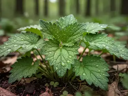Nahaufnahme von frischen, grünen Gierschblättern, die in einem natürlichen Waldmilieu wachsen, mit weichem Fokus im Hintergrund. - Foto: über boerse-global.de