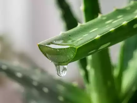 Nahaufnahme eines Aloe-Vera-Blattes mit einem Gel-Tropfen, der aus einem Schnitt austritt, vor verschwommenem Hintergrund. - Foto: über boerse-global.de