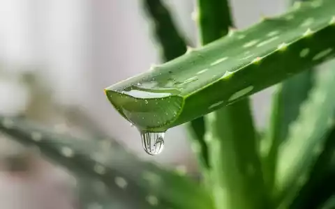 Nahaufnahme eines Aloe-Vera-Blattes mit einem Gel-Tropfen, der aus einem Schnitt austritt, vor verschwommenem Hintergrund. - Foto: über boerse-global.de