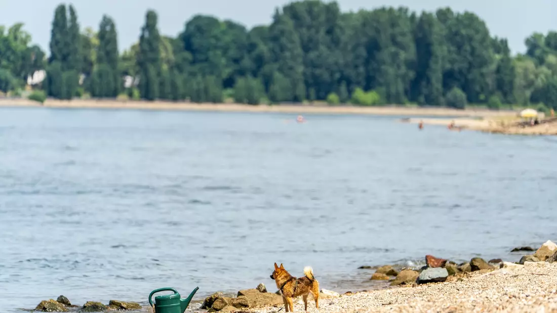 Seit Samstagabend werden drei Menschen nach dem Baden im Rhein vermisst. (Archivbild) - Bild: Andreas Arnold/dpa