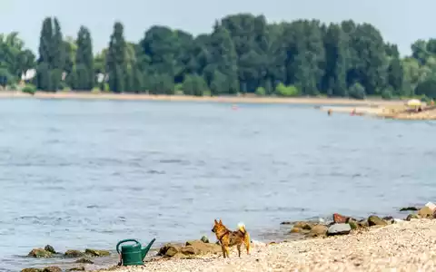 Seit Samstagabend werden drei Menschen nach dem Baden im Rhein vermisst. (Archivbild) - Foto: Andreas Arnold/dpa