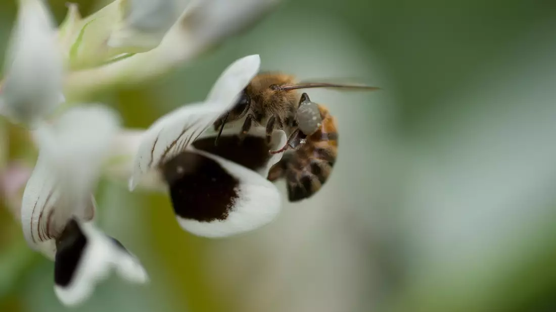 Für mehr Insekten reicht ein Blühstreifen allein nicht / Warum ausgerechnet Körnererbsen und Ackerbohnen Hoffnung machen - Bild: presseportal.de
