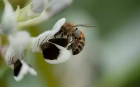 Für mehr Insekten reicht ein Blühstreifen allein nicht / Warum ausgerechnet Körnererbsen und Ackerbohnen Hoffnung machen - Foto: presseportal.de