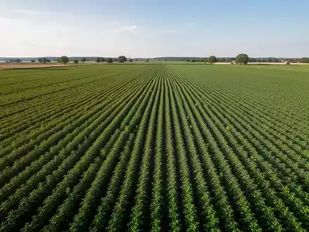 Eine Drohnenaufnahme zeigt weitläufige, grüne Erbsenfelder in Sachsen-Anhalt, die die landwirtschaftliche Transformation verdeutlichen. - Foto: über boerse-global.de