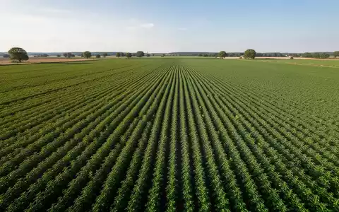 Eine Drohnenaufnahme zeigt weitläufige, grüne Erbsenfelder in Sachsen-Anhalt, die die landwirtschaftliche Transformation verdeutlichen. - Foto: über boerse-global.de