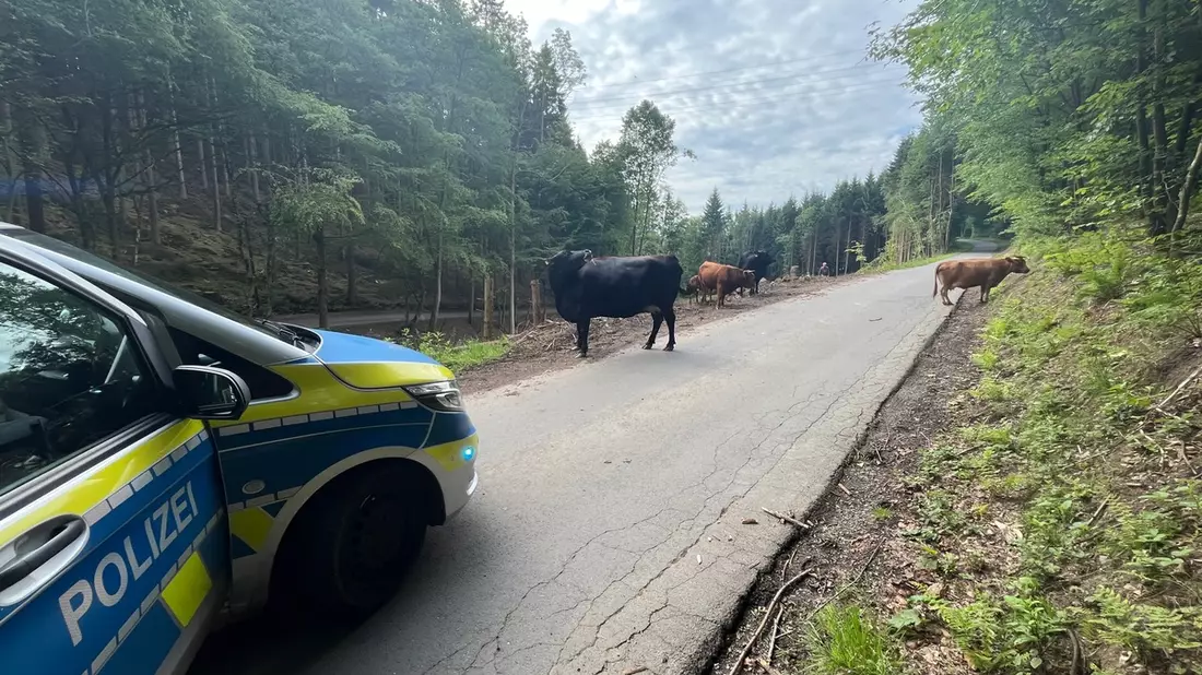 POL-MK: Tierisch viel los - Bild: presseportal.de