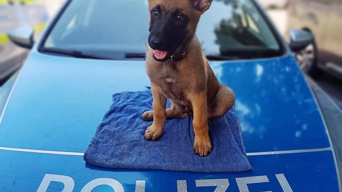 POL-ME: Sid - Vier neue Pfoten für die Kreispolizeibehörde Mettmann - 2606101 - Bild: presseportal.de