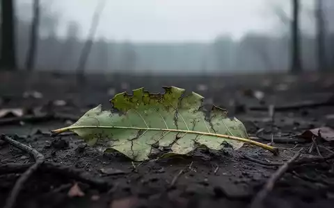 Eine einzelne, welke, grüne Blatt auf trockenem Waldboden, symbolisiert Rückgang und ein 52-Wochen-Tief der Aktie. - Foto: über boerse-global.de