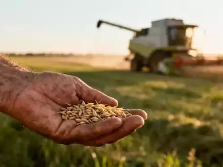 Eine verwitterte Hand eines Landwirts, die Getreide in einem sonnigen Feld inspiziert, mit landwirtschaftlichen Maschinen im Hintergrund. - Foto: über boerse-global.de