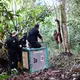Himba unmittelbar nach seiner Auswilderung - jetzt ist er frei. - Bild: -/BOS Foundation/dpa