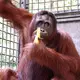 Die Rehabilitation von Himba dauerte fast 15 Jahre. - Bild: -/BOS Foundation/dpa