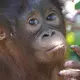 Im Waldkindergarten und in der Waldschule lernte Himba alles über das Leben im Dschungel. - Bild: -/BOS Foundation/dpa