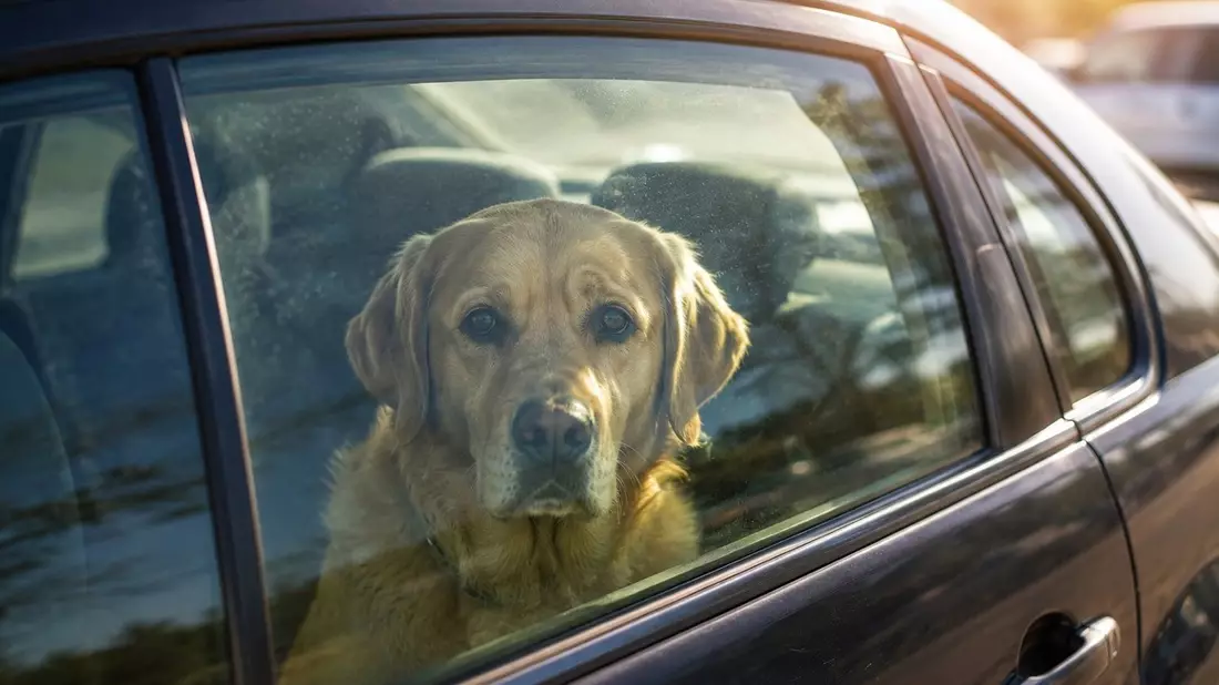 POL-ME: Hund in Auto zurückgelassen: Verfahren gegen Halter eingeleitet - 2606107 - Bild: presseportal.de