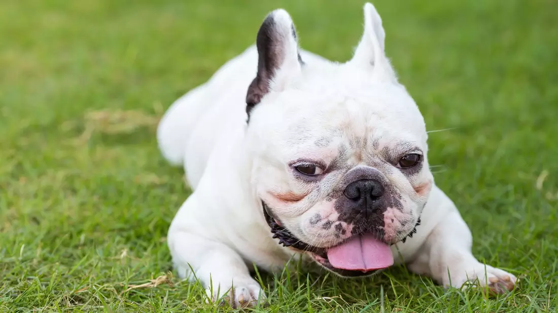 Kurze Nase - wenig Luft: Qualzucht bei kurzschnäuzigen Hunden und Katzen bleibt ein Tierschutzproblem - Bild: presseportal.de