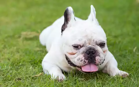 Kurze Nase - wenig Luft: Qualzucht bei kurzschnäuzigen Hunden und Katzen bleibt ein Tierschutzproblem - Foto: presseportal.de