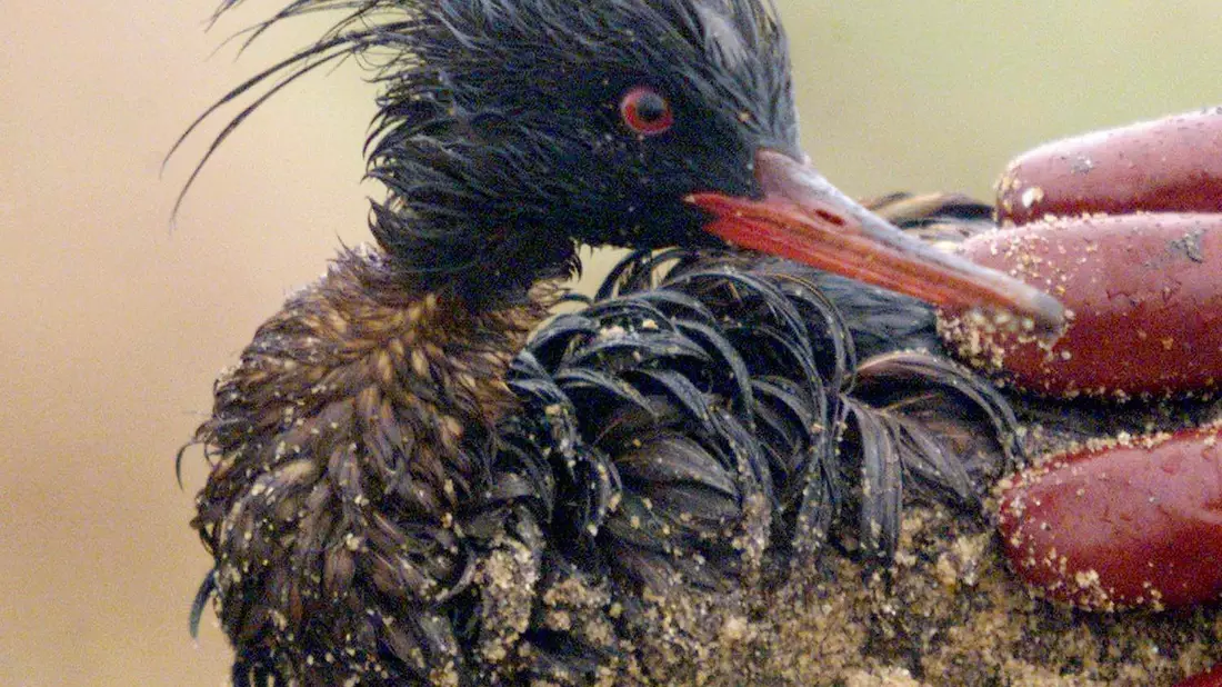 Die Ölpest nach dem Untergang der «Erika» kostete Zehntausende Vögel das Leben (Archivbild). - Bild: Marcel Mochet/AFP/epa/dpa