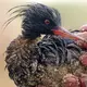 Die Ölpest nach dem Untergang der «Erika» kostete Zehntausende Vögel das Leben (Archivbild). - Bild: Marcel Mochet/AFP/epa/dpa