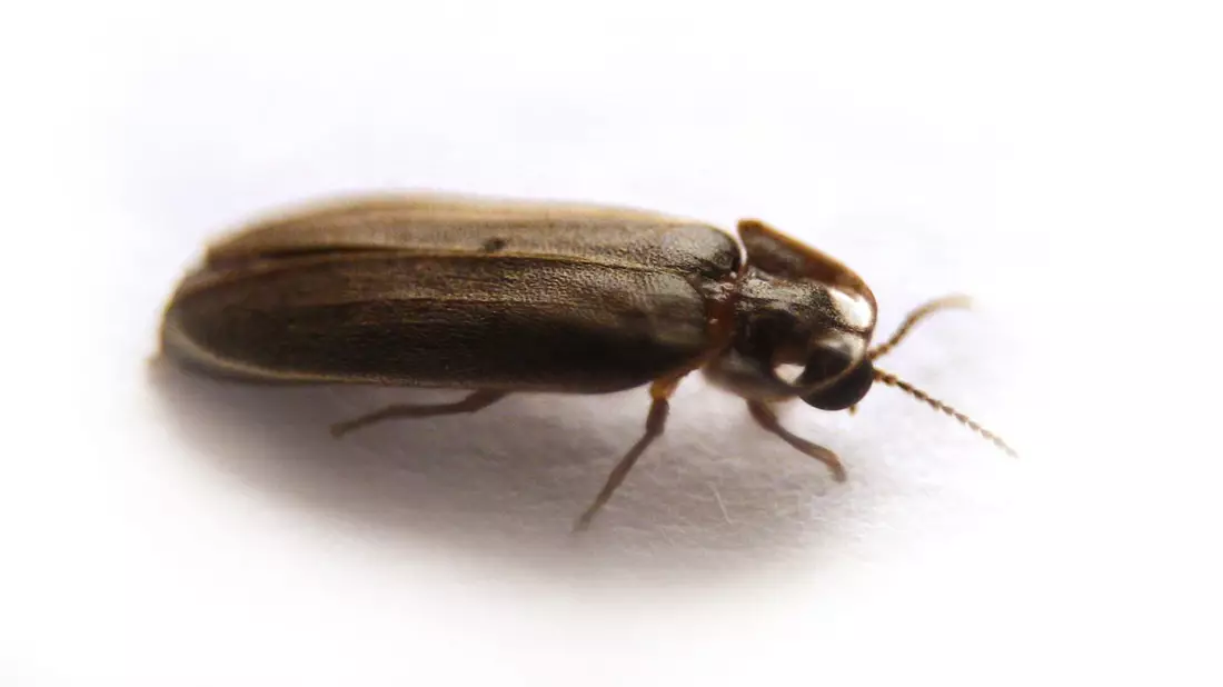 Ein Glühwürmchen braucht drei Jahre, um von der Larve zum Käfer zu reifen. - Bild: picture alliance / dpa