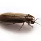 Ein Glühwürmchen braucht drei Jahre, um von der Larve zum Käfer zu reifen. - Bild: picture alliance / dpa