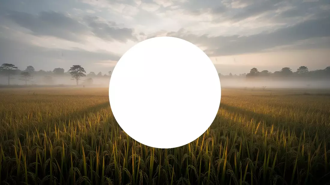 SunRice Aktie: Rekorddividende trotz düsterem Ausblick für 2027