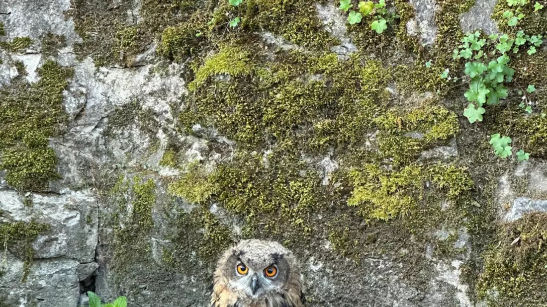 POL-NOM: Verletzter Uhu nach Sturz aus dem Nest gerettet - Bild: presseportal.de
