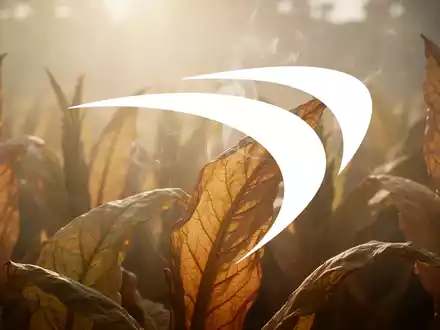 Abstrakte Szene, die die Tabakindustrie darstellt, mit weichem, warmem Licht, das durch eine dunstige Atmosphäre fällt und organisches Wachstum andeutet. - Foto: über boerse-global.de