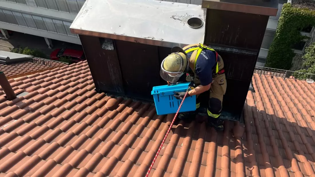 FW Stuttgart: Feuerwehr rettet vier Turmfalken aus aufgeheizter Blechverkleidung - Bild: presseportal.de