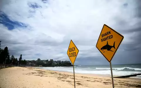 In den vergangenen Tagen wurden immer wieder Haie gesichtet - auch vor dem berühmten Bondi Beach. (Symbolbild) - Foto: Bianca De Marchi/AAP/dpa