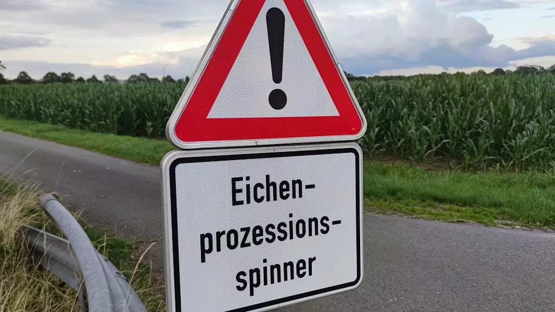 Ministerium: Gifteinsatz gegen Eichenprozessionsspinner möglich
