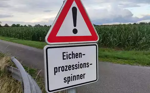 Warnung vor Eichen-Prozessionsspinner (Archiv) - Foto: via dts Nachrichtenagentur