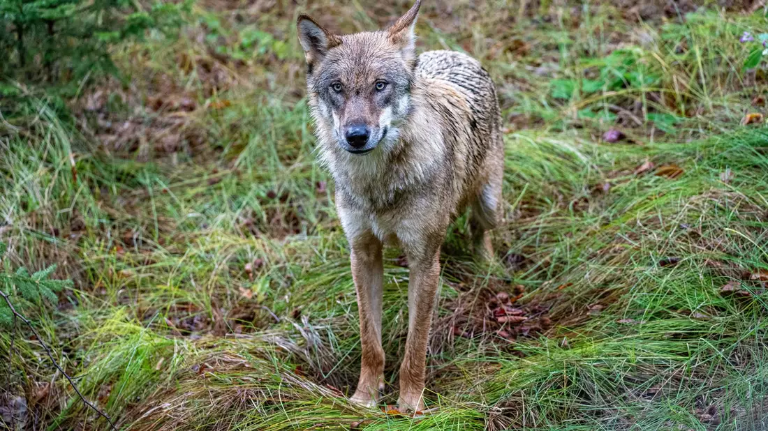 Wölfe sind nun jagdbare Tiere. (Archivbild) - Bild: Armin Weigel/dpa