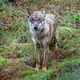 Wölfe sind nun jagdbare Tiere. (Archivbild) - Bild: Armin Weigel/dpa