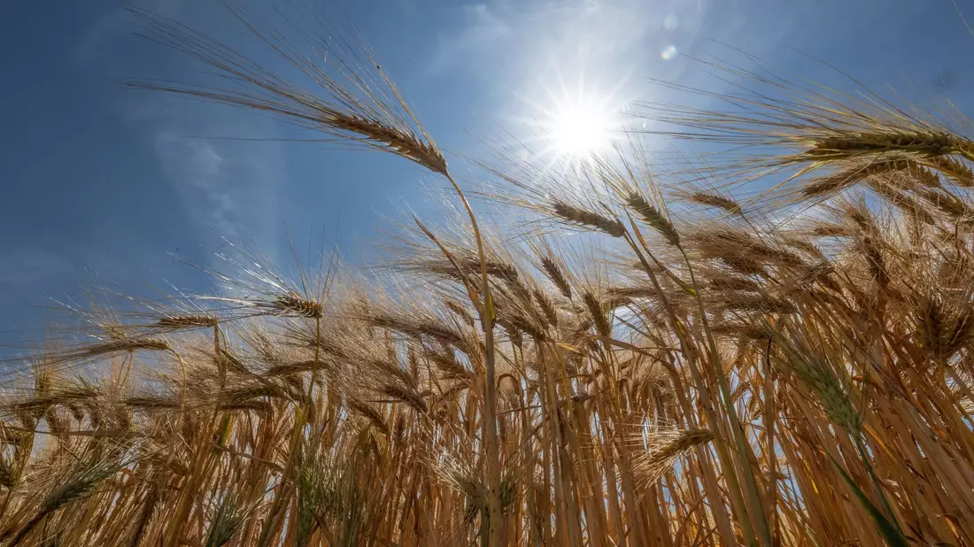Die Sonne steht über einem Getreidefeld. - Bild: Boris Roessler/dpa