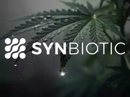 Ein fallender Wassertropfen auf einem Cannabisblatt, der die Stimmung des Rückgangs in der Cannabisindustrie widerspiegelt. - Foto: über boerse-global.de