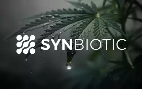 Ein fallender Wassertropfen auf einem Cannabisblatt, der die Stimmung des Rückgangs in der Cannabisindustrie widerspiegelt. - Foto: über boerse-global.de