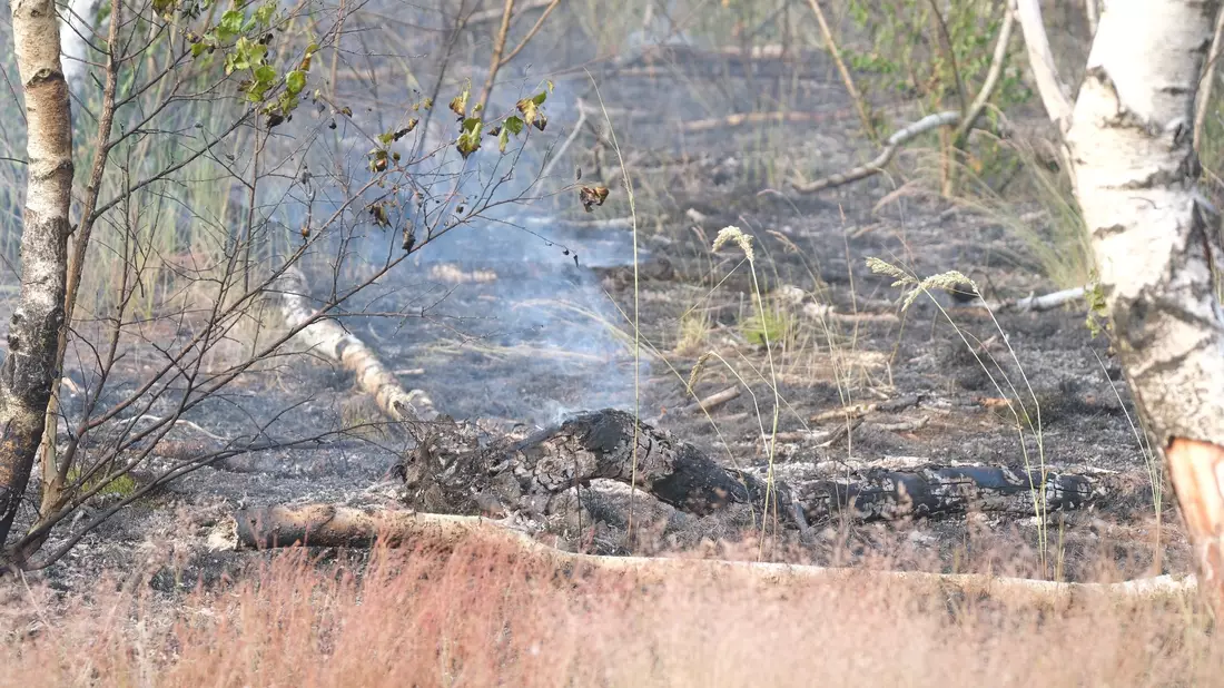 Verkohltes Holz in der Gohrischheide - der Waldbrand brach am Samstag aus.  - Bild: Sebastian Willnow/dpa