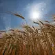 Die Sonne steht über einem Getreidefeld. - Bild: Boris Roessler/dpa