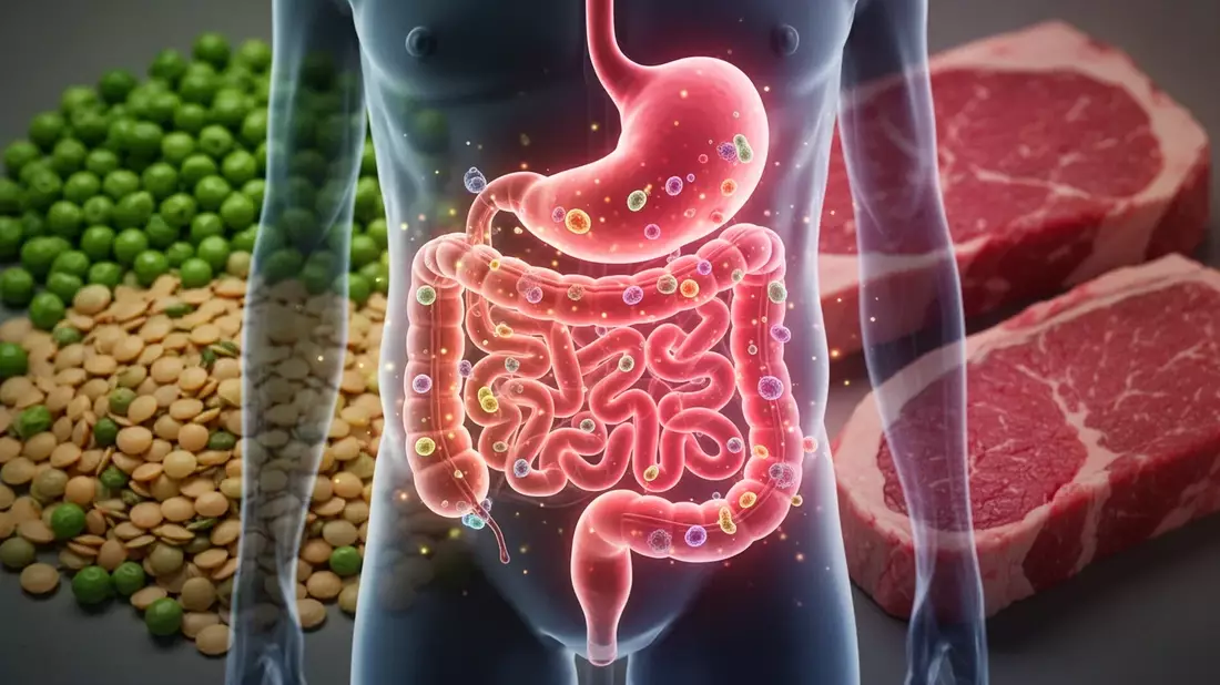Proteinvergleich: Rindfleisch vs. Erbsenprotein und Darmgesundheit