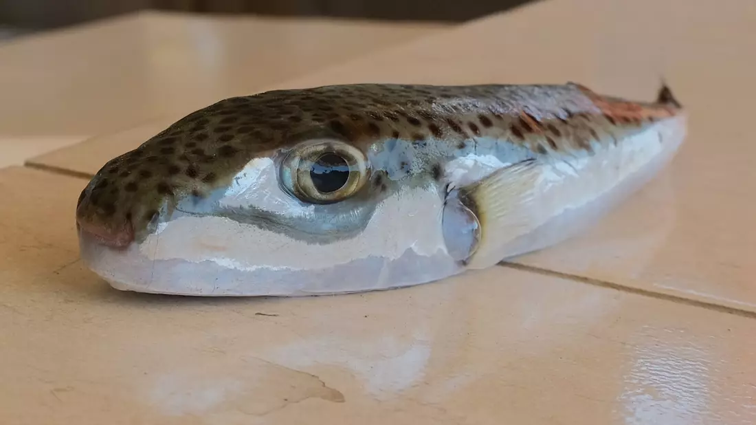 Ein Hasenkopf-Kugelfisch liegt auf einem Tisch. - Bild: Anne Pollmann/dpa